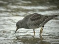 Bécasseau violet Calidris maritima