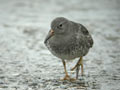 Bécasseau violet Calidris maritima