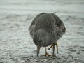 Bécasseau violet Calidris maritima