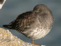 Bécasseau violet Calidris maritima