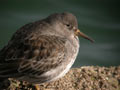 Bécasseau violet Calidris maritima