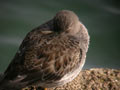 Bécasseau violet Calidris maritima