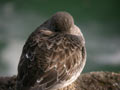 Bécasseau violet Calidris maritima