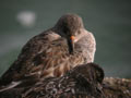 Bécasseau violet Calidris maritima