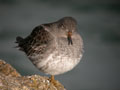 Bécasseau violet Calidris maritima