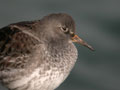 Bécasseau violet Calidris maritima