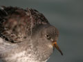 Bécasseau violet Calidris maritima