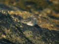 Bécasseau violet Calidris maritima