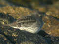 Bécasseau violet Calidris maritima