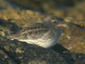 Bécasseau violet Calidris maritima