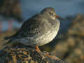 Bécasseau violet Calidris maritima