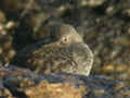 Bécasseau violet Calidris maritima