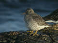 Bécasseau violet Calidris maritima