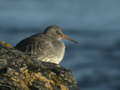 Bécasseau violet Calidris maritima