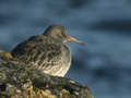 Bécasseau violet Calidris maritima