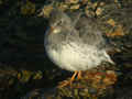 Bécasseau violet Calidris maritima