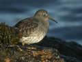 Bécasseau violet Calidris maritima