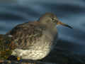 Bécasseau violet Calidris maritima