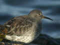 Bécasseau violet Calidris maritima