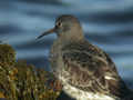 Bécasseau violet Calidris maritima