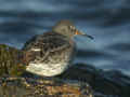 Bécasseau violet Calidris maritima