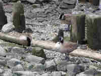 Bernache du Canada Branta canadensis