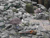 Bernache du Canada Branta canadensis