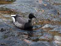 Pingouin torda Alca torda