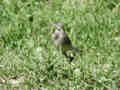 Bergeronnette grise Motacilla alba alba