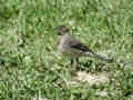 Bergeronnette grise Motacilla alba alba