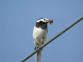 Bergeronnette grise Motacilla alba alba