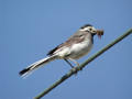 Bergeronnette grise Motacilla alba alba