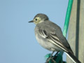 Bergeronnette grise Motacilla alba alba