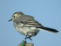 Bergeronnette grise Motacilla alba alba