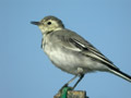 Bergeronnette grise Motacilla alba alba