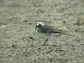 Bergeronnette grise Motacilla alba alba