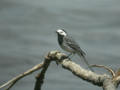 Bergeronnette grise Motacilla alba alba