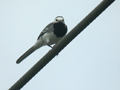 Bergeronnette grise Motacilla alba alba