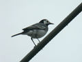 Bergeronnette grise Motacilla alba alba