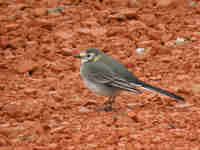 Bergeronnette grise Motacilla alba yarrellii