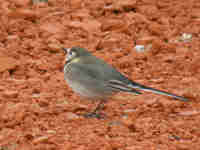 Bergeronnette grise Motacilla alba yarrellii