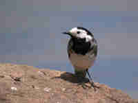 Bergeronnette grise Motacilla alba alba