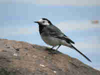 Bergeronnette grise Motacilla alba alba