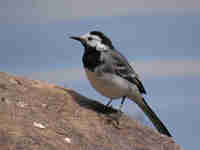 Bergeronnette grise Motacilla alba alba