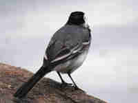 Bergeronnette grise Motacilla alba alba