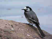 Bergeronnette grise Motacilla alba alba