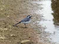 Bergeronnette grise Motacilla alba alba