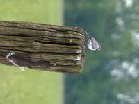 Bergeronnette grise Motacilla alba alba