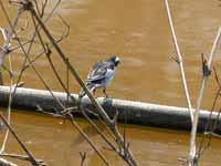 Bergeronnette grise Motacilla alba alboides