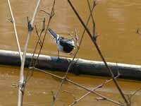 Bergeronnette grise Motacilla alba alboides